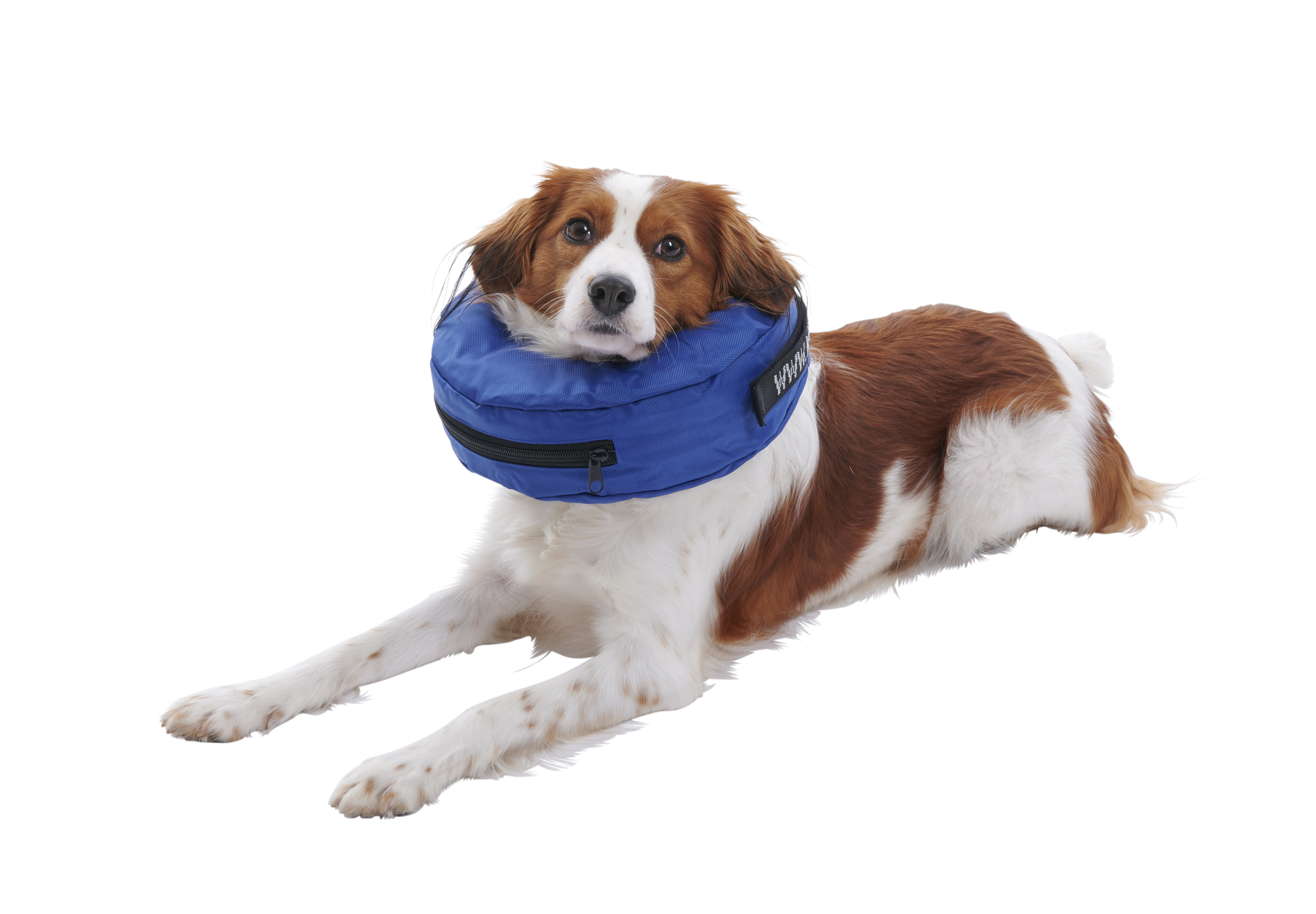 BUSTER COLLAR INFLABLE AZUL L (279806)